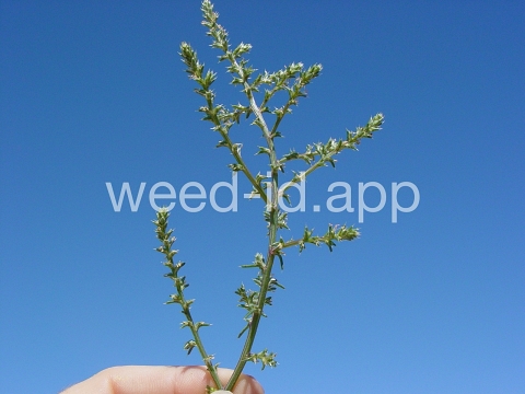 thistle, Russian